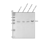Zebrafish Bcl2a / Bcl-2 Antibody Tissue WB. Western blot analysis of Bcl2a protein using Zebrafish Bcl2a antibody and 1) zebrafish head, 2) whole female zebrafish, 3) whole male zebrafish and 4) zebrafish embryo tissue lysate. Predicted molecular weight ~26 kDa.