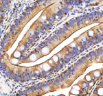 Zebrafish Caspase 9 Antibody Colon Tissue IHC. Immunohistochemistry staining of FFPE zebrafish colon tissue with Zebrafish Caspase 9 antibody, HRP-labeled secondary and DAB substrate. HIER: boil tissue sections in pH8 EDTA for 20 min and allow to cool before testing.