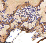 Zebrafish Cxcl12 Antibody Heart Tissue IHC. Immunohistochemistry staining of zebrafish Cxcl12 protein using Zebrafish Cxcl12 antibody, HRP-labeled secondary and DAB substrate. Cxcl12 was detected in a paraffin-embedded section of zebrafish heart tissue. HIER: boil tissue sections in pH8 EDTA for 20 min and allow to cool before testing.