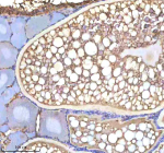 Zebrafish Cyp19a1b / Aromatase Antibody Ovary Tissue IHC. Immunohistochemistry staining of FFPE zebrafish ovary tissue with Cyp19a1b antibody, HRP-labeled secondary and DAB substrate. HIER: boil tissue sections in pH8 EDTA for 20 min and allow to cool before testing.