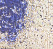 Zebrafish Cyp19a1b / Aromatase Antibody Cerebellum Tissue IHC. Immunohistochemistry staining of FFPE zebrafish cerebellum tissue with Cyp19a1b antibody, HRP-labeled secondary and DAB substrate. HIER: boil tissue sections in pH8 EDTA for 20 min and allow to cool before testing.