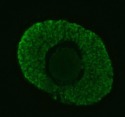 Zebrafish Dgcr8 Antibody Embryo Tissue IF. Immunofluorescent analysis of Dgcr8 protein using Zebrafish Dgcr8 antibody (green) in zebrafish embryo tissue. Signal is distributed throughout embryonic cell populations with prominent intracellular localization. HIER: steam section in pH8 EDTA buffer for 20 min.