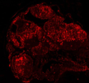 Zebrafish Dgcr8 Antibody Embryo Section IF. Immunofluorescent analysis of Dgcr8 protein using Zebrafish Dgcr8 antibody (red) in zebrafish embryo tissue. Distinct cellular staining highlights widespread expression across developing embryonic structures. HIER: steam section in pH8 EDTA buffer for 20 min.