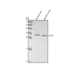Zebrafish Dlx2a / Dlx2 Antibody Tissue WB. Western blot analysis of Dlx2a protein using Zebrafish Dlx2a antibody and 1) zebrafish head tissue lysates and 2) zebrafish embryo tissue lysates. Predicted molecular weight ~30 kDa.