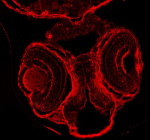 Zebrafish Dnm1 Antibody Embryo Tissue IF. Immunofluorescent staining of DNM1a/b protein using Zebrafish DNM1 antibody (red) and FFPE zebrafish embryo tissue. HIER: boil tissue sections in pH8 EDTA for 20 min and allow to cool before testing.