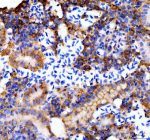 Zebrafish E-cadherin Antibody Kidney Section IHC. Immunohistochemistry staining of E-cadherin protein in FFPE zebrafish kidney tissue using Zebrafish E-cadherin antibody, HRP-labeled secondary and DAB substrate. Clear cell membrane staining is detected in tubular epithelial cells, while surrounding non-epithelial regions show minimal signal. HIER: boil tissue sections in pH8 EDTA for 20 min and allow to cool before testing.