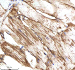 Zebrafish Fasn Antibody Muscle Tissue IHC. Immunohistochemistry staining of FFPE zebrafish muscle tissue with Fasn antibody, HRP-labeled secondary and DAB substrate. HIER: boil tissue sections in pH8 EDTA for 20 min and allow to cool before testing.