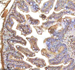 Zebrafish Fasn Antibody Colon Tissue IHC. Immunohistochemistry staining of FFPE zebrafish colon tissue with Fasn antibody, HRP-labeled secondary and DAB substrate. HIER: boil tissue sections in pH8 EDTA for 20 min and allow to cool before testing.