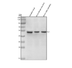 Zebrafish Fli1 Antibody Tissue WB. Western blot analysis of Fli1 protein using Zebrafish Fli1 antibody and 1) zebrafish head, 2) whole female zebrafish and 3) whole male zebrafish tissue lysate. Predicted molecular weight ~54 kDa.