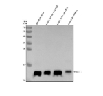 Zebrafish Hbae1.1 Antibody Tissue WB. Western blot analysis of Hbae1.1 protein using Zebrafish Hbae1.1 antibody and 1) zebrafish head, 2) whole female zebrafish, 3) whole male zebrafish and 4) zebrafish embryo tissue lysate. Predicted molecular weight ~16 kDa.