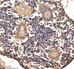 Zebrafish Hbae1.1 Antibody Kidney Tissue IHC. Immunohistochemistry staining of FFPE zebrafish kidney tissue with Hbae1.1 antibody, HRP-labeled secondary and DAB substrate. HIER: boil tissue sections in pH8 EDTA for 20 min and allow to cool before testing.