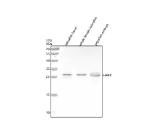 Zebrafish Hhex Antibody Tissue WB. Western blot analysis of Hhex protein using Zebrafish Hhex antibody and 1) zebrafish head, 2) whole female zebrafish and 3) zebrafish embryo tissue lysate. Predicted molecular weight ~26 kDa.