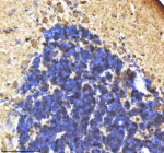 Zebrafish Il1b Antibody Cerebellum Tissue IHC. Immunohistochemistry staining of zebrafish Interleukin 1 beta protein using Zebrafish Il1b antibody, HRP-labeled secondary and DAB substrate. Il-1 beta was detected in a paraffin-embedded section of zebrafish cerebellum tissue. HIER: boil tissue sections in pH8 EDTA for 20 min and allow to cool before testing.