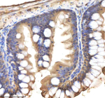 Zebrafish Il1b Antibody Colon Tissue IHC. Immunohistochemistry staining of zebrafish Interleukin 1 beta protein using Zebrafish Il1b antibody, HRP-labeled secondary and DAB substrate. Il-1 beta was detected in a paraffin-embedded section of zebrafish colon tissue. HIER: boil tissue sections in pH8 EDTA for 20 min and allow to cool before testing.