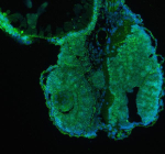 Zebrafish Pik3cb Antibody Embryo Tissue IF. Immunofluorescent staining of Pik3cb protein in Danio rerio embryo tissue using Zebrafish Pik3cb antibody (green) and DAPI nuclear stain (blue). HIER: boil tissue sections in pH8 EDTA for 20 min and allow to cool before testing.