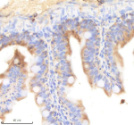 Zebrafish Pik3cb Antibody Colon Tissue IHC. Immunohistochemistry staining of FFPE zebrafish colon tissue with Pik3cb antibody, HRP-labeled secondary and DAB substrate. HIER: boil tissue sections in pH8 EDTA for 20 min and allow to cool before testing.