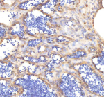 Zebrafish Pik3cb Antibody Testis Tissue IHC. Immunohistochemistry staining of FFPE zebrafish testis tissue with Pik3cb antibody, HRP-labeled secondary and DAB substrate. HIER: boil tissue sections in pH8 EDTA for 20 min and allow to cool before testing.