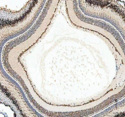 Zebrafish Leo1 Antibody Eye Tissue IHC. Immunohistochemistry staining of FFPE zebrafish eye tissue with Zebrafish Leo1 antibody, HRP-labeled secondary and DAB substrate. HIER: boil tissue sections in pH8 EDTA for 20 min and allow to cool before testing.