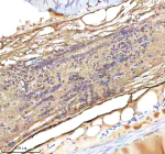 Zebrafish Lmo2 Antibody Spinal Cord Tissue IHC. Immunohistochemistry analysis of LIM domain only 2 Lmo2, also known as Rhombotin 2, in FFPE zebrafish spinal cord tissue from Danio rerio using Zebrafish Lmo2 antibody. Nuclear staining is observed in cell populations within the spinal cord, with signal present in vascular-associated and progenitor-like cells, consistent with its role as a hematopoietic development marker in endothelial and blood lineage specification. HRP-labeled secondary and DAB substrate were used for detection. HIER: boil tissue sections in pH8 EDTA for 20 min and allow to cool before testing.