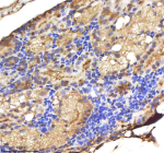 Zebrafish Lmo2 Antibody Kidney Tissue IHC. Immunohistochemistry analysis of LIM domain only 2 Lmo2, also known as Rhombotin 2, in FFPE zebrafish kidney tissue from Danio rerio using Zebrafish Lmo2 antibody. Nuclear staining is observed in scattered cell populations within the renal tissue, with signal present in vascular-associated and hematopoietic lineage cells, consistent with its role as a hematopoietic development marker in progenitor cell regulation and blood lineage specification. HRP-labeled secondary and DAB substrate were used for detection. HIER: boil tissue sections in pH8 EDTA for 20 min and allow to cool before testing.