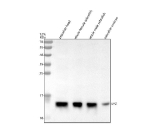 Zebrafish Lysozyme Antibody Tissue WB. Western blot analysis of Lysozyme protein using Zebrafish Lysozyme antibody and 1) zebrafish head, 2) whole female zebrafish, 3) whole male zebrafish and 4) zebrafish embryo tissue lysate. Predicted molecular weight ~17 kDa.