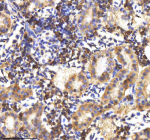 Zebrafish Lysozyme Antibody Kidney Tissue IHC. Immunohistochemistry staining of FFPE zebrafish kidney tissue with Zebrafish Lysozyme antibody, HRP-labeled secondary and DAB substrate. HIER: boil tissue sections in pH8 EDTA for 20 min and allow to cool before testing.
