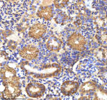 Zebrafish Csf1r Antibody Kidney Tissue IHC. Immunohistochemistry staining of zebrafish Csf1r protein using Zebrafish Csf1r antibody, HRP-labeled secondary and DAB substrate. Csf1r was detected in a paraffin-embedded section of zebrafish kidney tissue. HIER: boil tissue sections in pH8 EDTA for 20 min and allow to cool before testing.