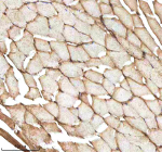 Zebrafish Mmp9 Antibody Muscle Tissue IHC. Immunohistochemistry staining of zebrafish Matrix metalloproteinase 9 protein using Zebrafish Mmp9 antibody, HRP-labeled secondary and DAB substrate. Mmp9 was detected in a paraffin-embedded section of zebrafish muscle tissue. HIER: boil tissue sections in pH8 EDTA for 20 min and allow to cool before testing.