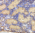 Zebrafish Mmp9 Antibody Kidney Tissue IHC. Immunohistochemistry staining of zebrafish Mmp9 protein using Zebrafish Mmp9 antibody, HRP-labeled secondary and DAB substrate. Mmp9 was detected in a paraffin-embedded section of zebrafish kidney tissue. HIER: boil tissue sections in pH8 EDTA for 20 min and allow to cool before testing.