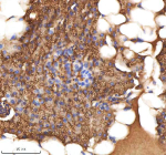 Zebrafish Mpeg1 Antibody Pancreas Tissue IHC. Immunohistochemistry staining of zebrafish MPEG1 protein using Zebrafish MPEG1 antibody, HRP-labeled secondary and DAB substrate. MPEG1 was detected in a paraffin-embedded section of zebrafish pancreas tissue. HIER: boil tissue sections in pH8 EDTA for 20 min and allow to cool before testing.