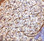 Zebrafish Mpeg1 Antibody Liver Tissue IHC. Immunohistochemistry staining of zebrafish Mpeg1 protein using Zebrafish Mpeg1 antibody, HRP-labeled secondary and DAB substrate. Mpeg1 was detected in a paraffin-embedded section of zebrafish liver tissue. HIER: boil tissue sections in pH8 EDTA for 20 min and allow to cool before testing.