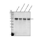 Zebrafish Myca Antibody Tissue WB. Western blot analysis of Myca protein using Zebrafish Myca antibody and 1) zebrafish head, 2) whole female zebrafish, 3) whole male zebrafish and 4) zebrafish embryo tissue lysate. Predicted molecular weight ~48 kDa.