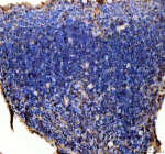 Zebrafish Myd88 Antibody Thymus Tissue IHC. Immunohistochemistry staining of FFPE zebrafish thymus tissue with Myd88 antibody, HRP-labeled secondary and DAB substrate. HIER: boil tissue sections in pH8 EDTA for 20 min and allow to cool before testing.