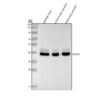 Zebrafish Myod1 Antibody Tissue WB. Western blot analysis of Myod1 protein using Zebrafish Myod1 antibody and 1) zebrafish head, 2) whole female zebrafish, 3) whole male zebrafish tissue lysate. Predicted molecular weight ~31 kDa, commonly observed at 35-45 kDa.