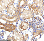Zebrafish Neuropeptide Y Antibody Kidney Tissue IHC. Immunohistochemistry staining of Danio rerio Npy protein using Zebrafish Neuropeptide Y antibody, HRP-labeled secondary and DAB substrate. Neuropeptide Y was detected in a paraffin-embedded section of zebrafish kidney tissue. HIER: boil tissue sections in pH8 EDTA for 20 min and allow to cool before testing.