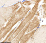 Zebrafish Neuropeptide Y Antibody Muscle Tissue IHC. Immunohistochemistry staining of Danio rerio Npy protein using Zebrafish Neuropeptide Y antibody, HRP-labeled secondary and DAB substrate. Neuropeptide Y was detected in a paraffin-embedded section of zebrafish muscle tissue. HIER: boil tissue sections in pH8 EDTA for 20 min and allow to cool before testing.