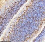 Zebrafish Neuropeptide Y Antibody Eye Tissue IHC. Immunohistochemistry staining of Danio rerio Npy protein using Zebrafish Neuropeptide Y antibody, HRP-labeled secondary and DAB substrate. Neuropeptide Y was detected in a paraffin-embedded section of zebrafish eye tissue. HIER: boil tissue sections in pH8 EDTA for 20 min and allow to cool before testing.