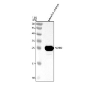 Zebrafish Noto Antibody Tissue WB. Western blot analysis of Noto protein using Zebrafish Noto antibody and zebrafish embryo tissue lysates. Predicted molecular weight ~27 kDa.