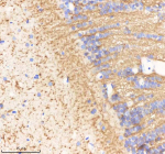 Zebrafish Ornithine aminotransferase / Oat Antibody Brain Tissue IHC. Immunohistochemistry staining of zebrafish Ornithine aminotransferase protein using Zebrafish Ornithine aminotransferase antibody, HRP-labeled secondary and DAB substrate. Ornithine aminotransferase was detected in a paraffin-embedded section of zebrafish brain tissue. HIER: boil tissue sections in pH8 EDTA for 20 min and allow to cool before testing.