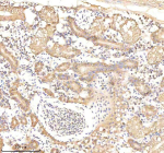 Zebrafish Ornithine aminotransferase / Oat Antibody Kidney Tissue IHC. Immunohistochemistry staining of zebrafish Ornithine aminotransferase protein using Zebrafish Ornithine aminotransferase antibody, HRP-labeled secondary and DAB substrate. Ornithine aminotransferase was detected in a paraffin-embedded section of zebrafish kidney tissue. HIER: boil tissue sections in pH8 EDTA for 20 min and allow to cool before testing.