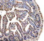 Zebrafish Ostf1 Antibody Colon Tissue IHC. Immunohistochemistry staining of FFPE zebrafish colon tissue with Ostf1 antibody, HRP-labeled secondary and DAB substrate. HIER: boil tissue sections in pH8 EDTA for 20 min and allow to cool before testing.
