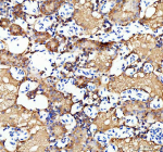 Zebrafish Ostf1 Antibody Kidney Tissue IHC. Immunohistochemistry staining of FFPE zebrafish kidney tissue with Ostf1 antibody, HRP-labeled secondary and DAB substrate. HIER: boil tissue sections in pH8 EDTA for 20 min and allow to cool before testing.