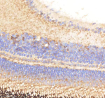 Zebrafish Pabpc4 Antibody Eye Tissue IHC. Immunohistochemistry staining of zebrafish Pabpc4 protein using Zebrafish Pabpc4 antibody, HRP-labeled secondary and DAB substrate. Pabpc4 was detected in a paraffin-embedded section of zebrafish eye tissue. HIER: boil tissue sections in pH8 EDTA for 20 min and allow to cool before testing.
