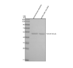 Zebrafish Pafah1b1 Antibody Tissue WB. Western blot analysis of Pafah1b1 protein using Zebrafish Pafah1b1 antibody and 1) whole female zebrafish tissue lysates and 2) whole male zebrafish tissue lysates. Predicted molecular weight ~47 kDa.