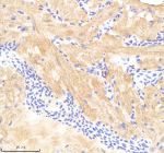 Zebrafish Pafah1b1 Antibody Heart Tissue IHC. Immunohistochemistry staining of FFPE zebrafish heart tissue with Pafah1b1 antibody, HRP-labeled secondary and DAB substrate. HIER: boil tissue sections in pH8 EDTA for 20 min and allow to cool before testing.