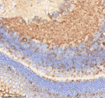 Zebrafish Pard3aa Antibody Eye Tissue IHC. Immunohistochemistry staining of zebrafish Pard3aa protein using Zebrafish Pard3aa antibody, HRP-labeled secondary and DAB substrate. Pard3aa was detected in a paraffin-embedded section of zebrafish eye tissue. HIER: boil tissue sections in pH8 EDTA for 20 min and allow to cool before testing.