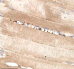 Zebrafish Pard3aa Antibody Muscle Tissue IHC. Immunohistochemistry staining of zebrafish Pard3aa protein using Zebrafish Pard3aa antibody, HRP-labeled secondary and DAB substrate. Pard3aa was detected in a paraffin-embedded section of zebrafish muscle tissue. HIER: boil tissue sections in pH8 EDTA for 20 min and allow to cool before testing.