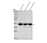 Zebrafish Pdx1 Antibody Tissue WB. Western blot analysis of Pdx1 protein using Zebrafish Pdx1 antibody and 1) zebrafish head, 2) whole female zebrafish, 3) whole male zebrafish tissue lysate. Predicted molecular weight ~28 kDa but may be observed at higher molecular weights due to post-translational modifications.