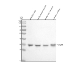 Zebrafish Psmd14 Antibody Tissue WB. Western blot analysis of Psmd14 protein using Zebrafish Psmd14 antibody and 1) zebrafish head, 2) whole female zebrafish, 3) whole male zebrafish and 4) zebrafish embryo tissue lysate. Predicted molecular weight ~35 kDa.