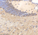 Zebrafish Polr2d Antibody Brain Tissue IHC. Immunohistochemistry staining of zebrafish Polr2d protein using Zebrafish Polr2d antibody, HRP-labeled secondary and DAB substrate. Polr2d was detected in a paraffin-embedded section of zebrafish brain tissue. HIER: boil tissue sections in pH8 EDTA for 20 min and allow to cool before testing.